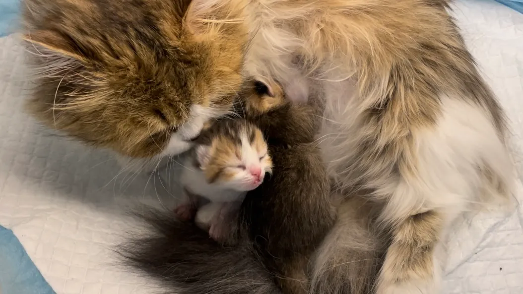 猫妈妈和崽崽